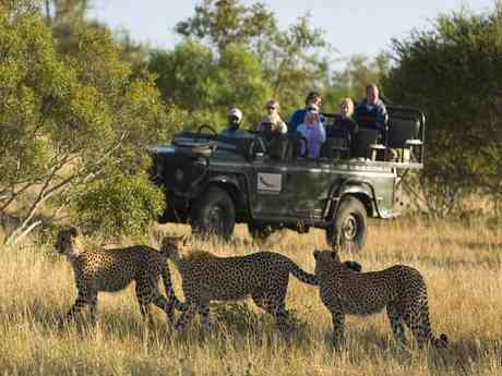 Classic Kruger & Phinda Safari